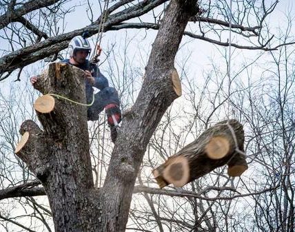 Reliable Tree Trimming Service for Every Property