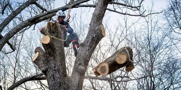 Reliable Tree Trimming Service for Every Property