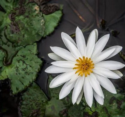 How Florida Business Lawyers Navigate Corporate Law and Compliance