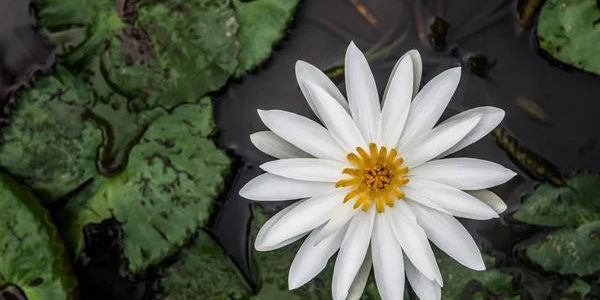 How Florida Business Lawyers Navigate Corporate Law and Compliance