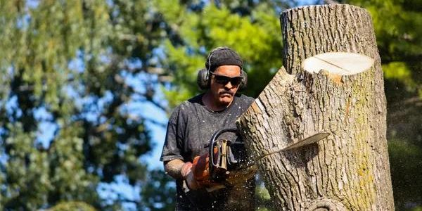 Residential Tree Service That Protects Your Property