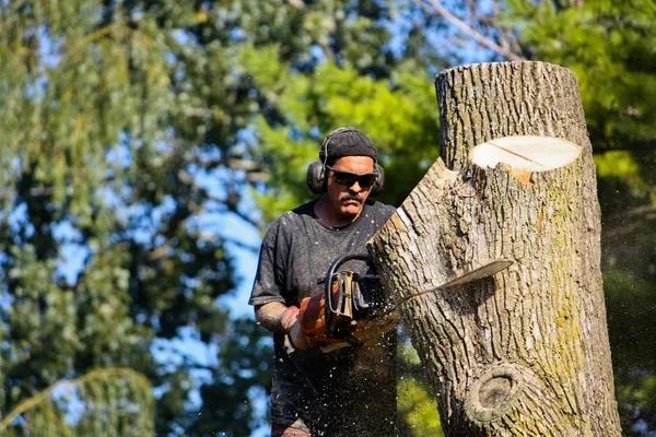 Residential Tree Service That Protects Your Property