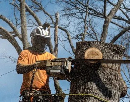 Experienced Tree Cutting Service for All Tree Sizes