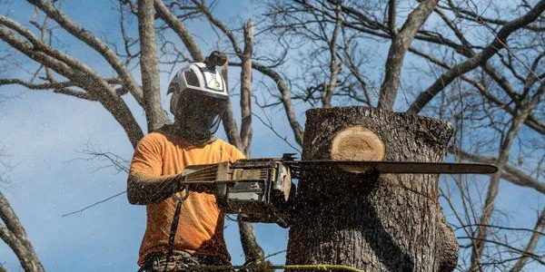 Experienced Tree Cutting Service for All Tree Sizes