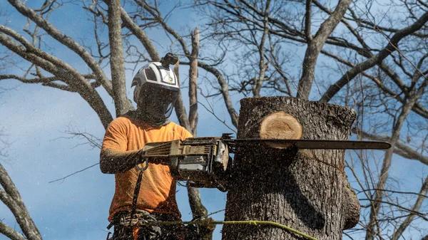 Experienced Tree Cutting Service for All Tree Sizes