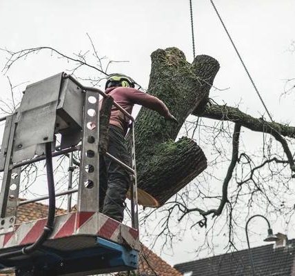 Reliable Miller's Tree Service for All Your Tree Needs