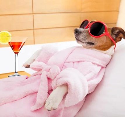 Mobile Pet Grooming Port St. Lucie by Shampoochi Day Spa Mobile Grooming