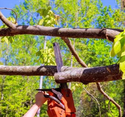 Quality Tree Service Near Me for Fast Tree Care Assistance