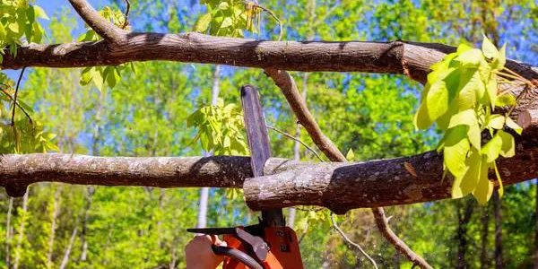 Quality Tree Service Near Me for Fast Tree Care Assistance