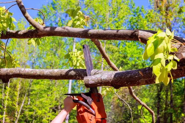Quality Tree Service Near Me for Fast Tree Care Assistance